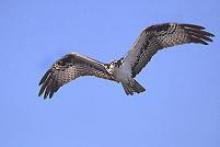 Osprey Image Courtesy of ©Peter Wallack