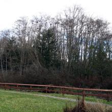 Shore Woods Mitigation Area